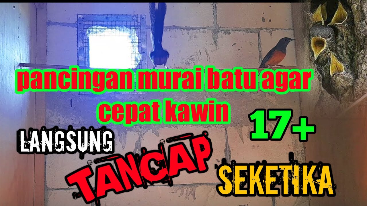 pancingan murai batu agar cepat kawin!paling ampuh