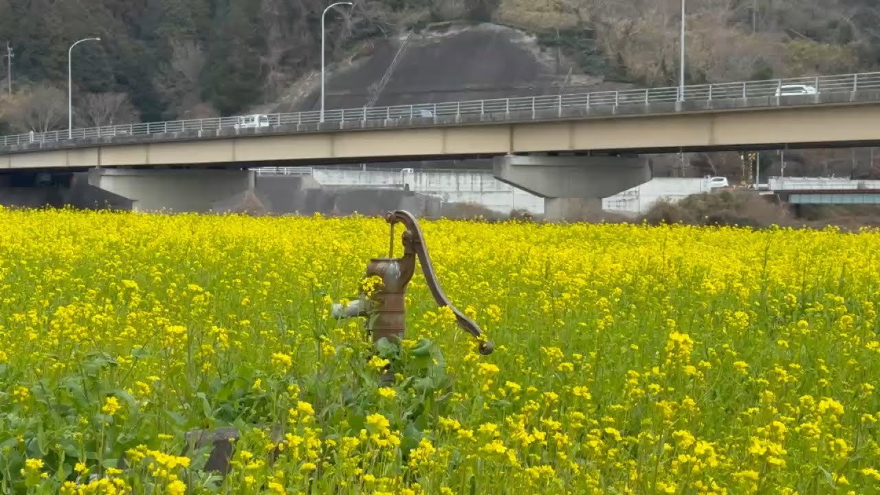 2026/02/24　生々橋下四分咲き　畑の前（若宮）河川敷の菜の花畑　その２　〜愛媛県大洲市〜