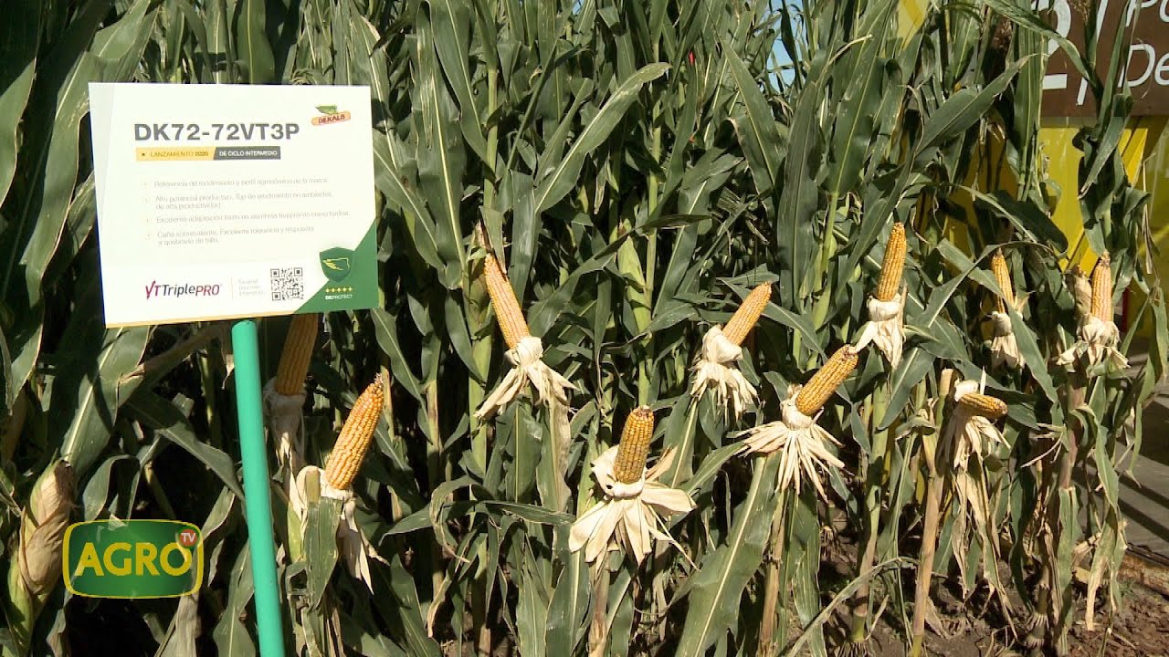 Nuevos híbridos y biotecnologias Dekalb de máximo potencial de rinde (#974 2022-04-09)