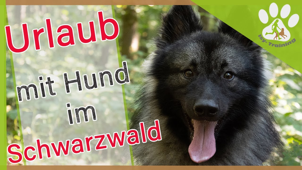 Urlaub mit Hund im Schwarzwald | Titisee, Schluchsee, Feldberg
