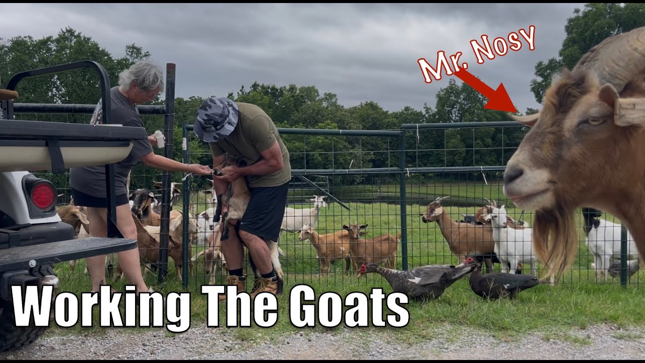 We Have a Problem Goat On The Farm. Working The Goats On The Farm.