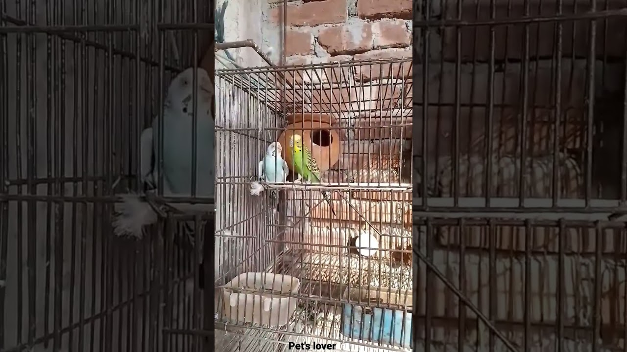 budgerigar love❤️❤️ #shorts #short #shortvideo #budgerigar #budgerigarbird