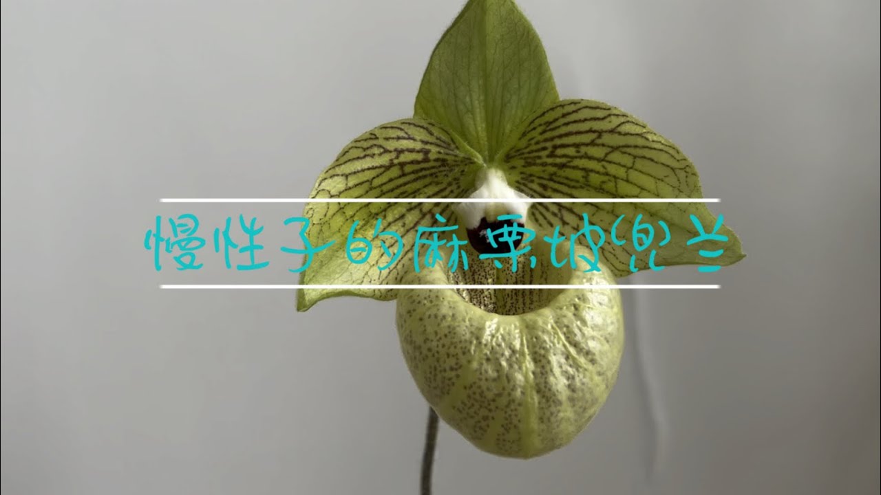 慢性子的麻栗坡兜兰
