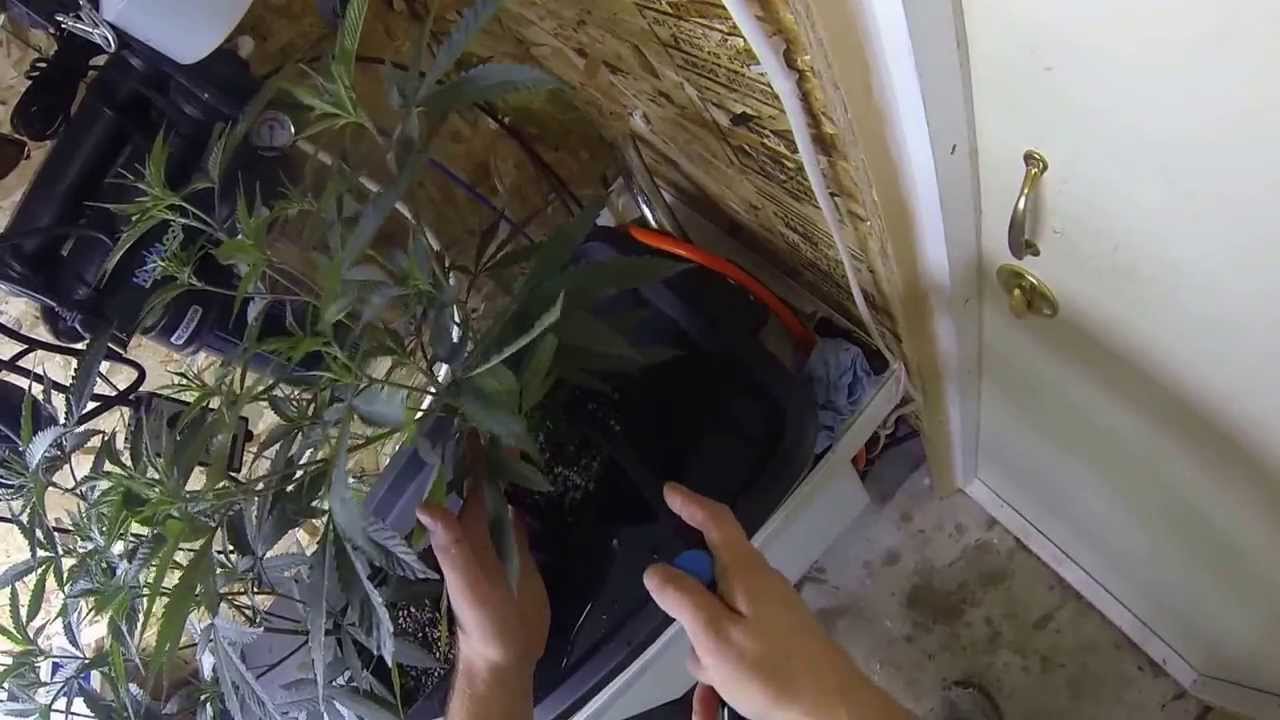 Watering Pinching and Pruning During Early Veg