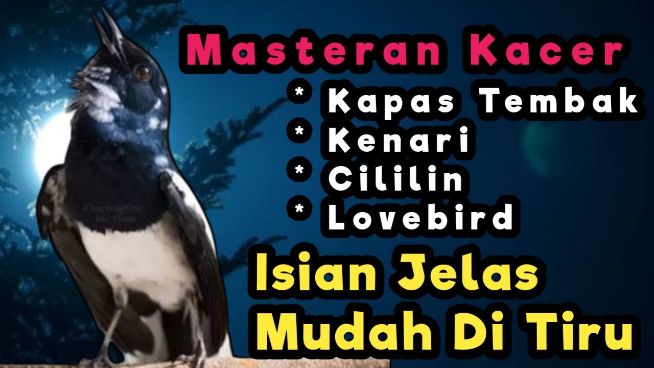 TERAPI KACER GACOR INI AMPUH ATASI KACER MACET BUNYI LANGSUNG NYAUT EMOSI BUKA EKOR