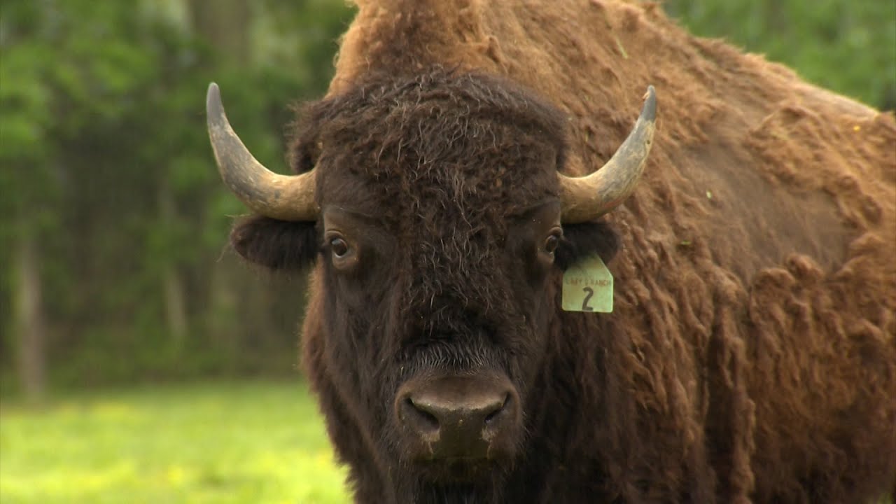 COOKEVILLE BUFFALO
