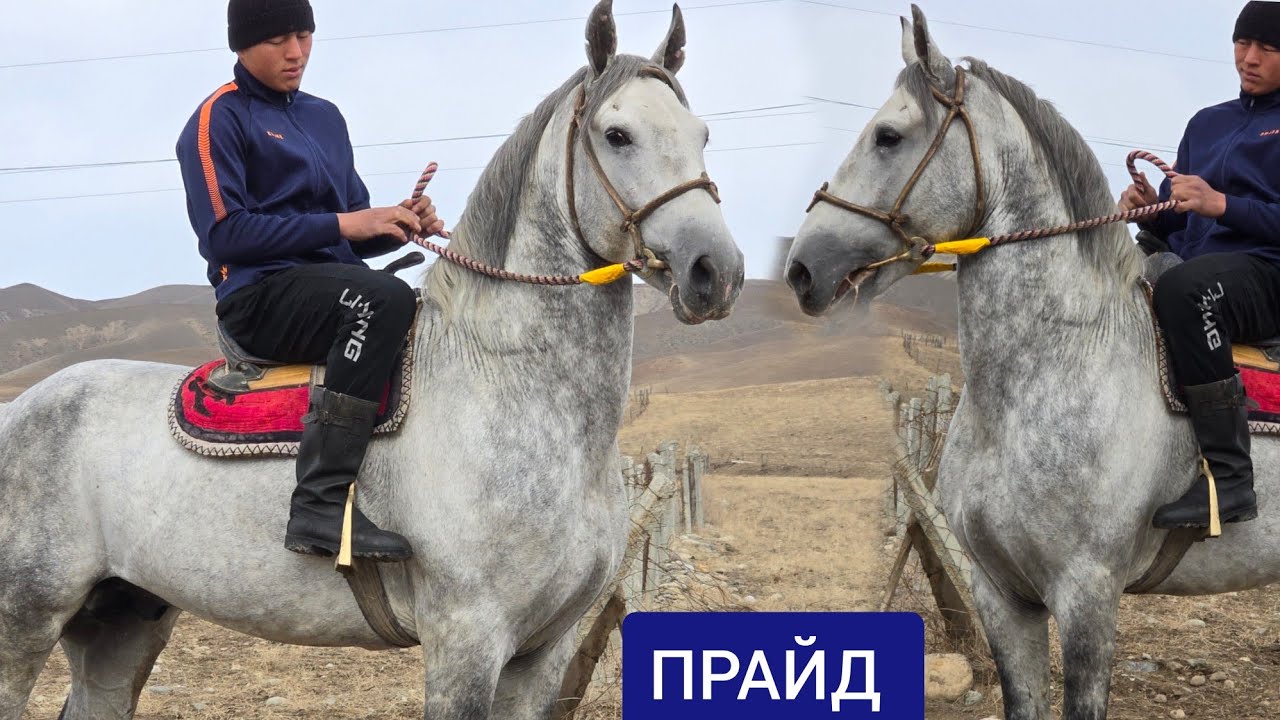 ПРАЙД   жана ЧООКАР   Даништан Сатууга Чыкты 