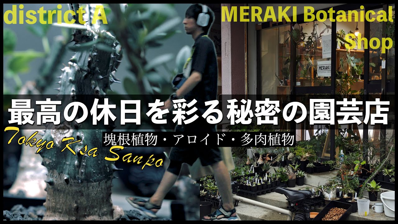 【東京珍奇植物巡り】レア株オンパレードのdistrict A / 植物の楽園MERAKI Botanical Shop で観葉植物に浸って大散財で目指せ神仕立て