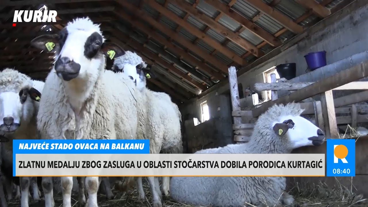NAJVEĆE STADO OVACA NA BALKANU nalazi se ba&scaron; na Pe&scaron;terskoj visroravni