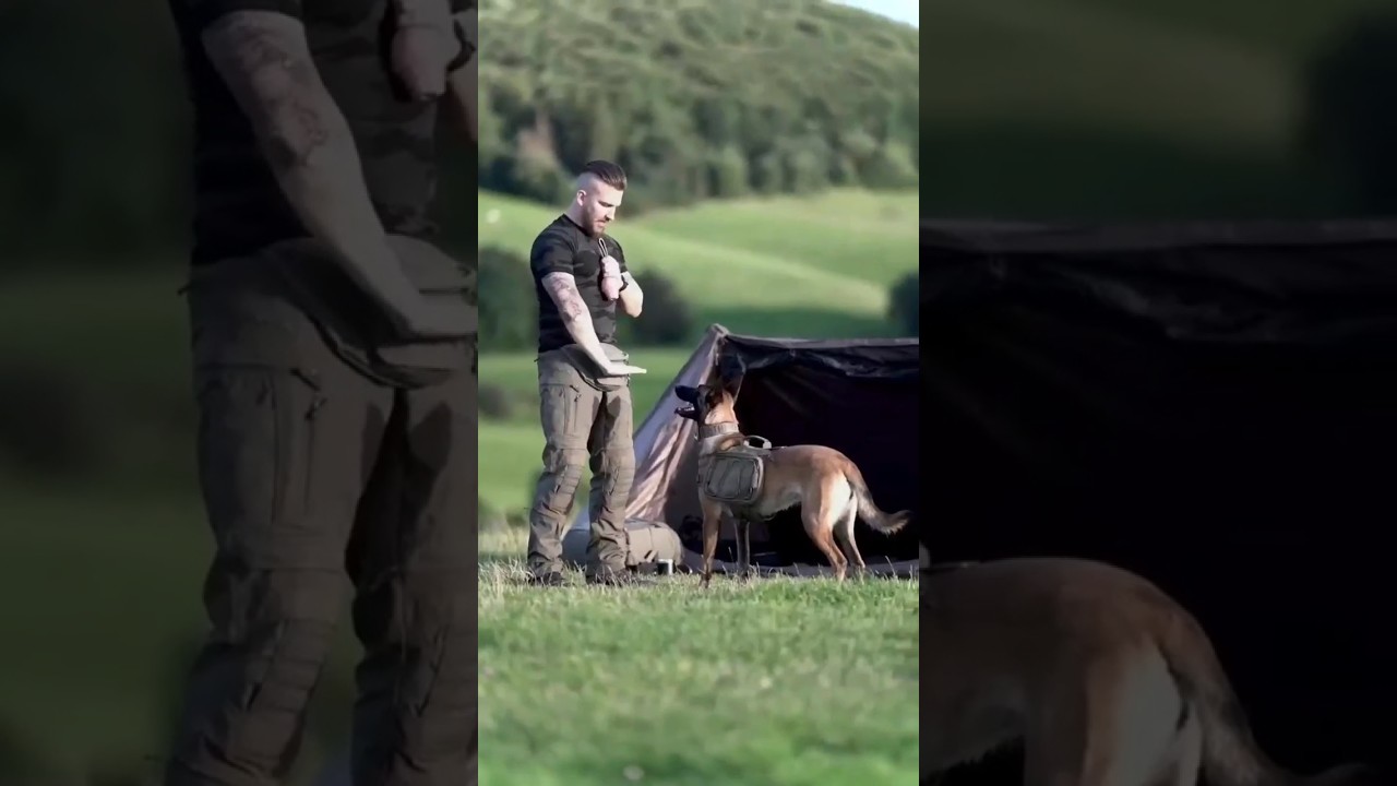 Amazing Military Dog Training #shorts #militarydogs #viral #viralvideo