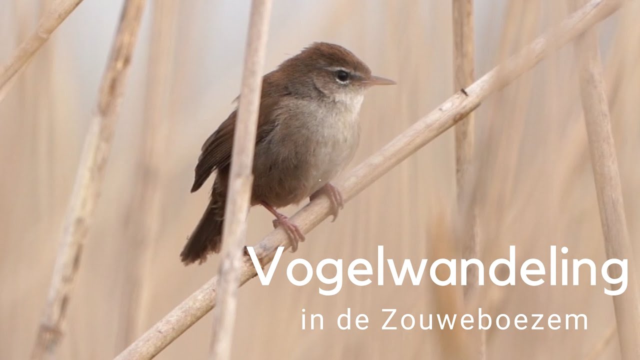 Vogelwandeling in de Zouweboezem #833