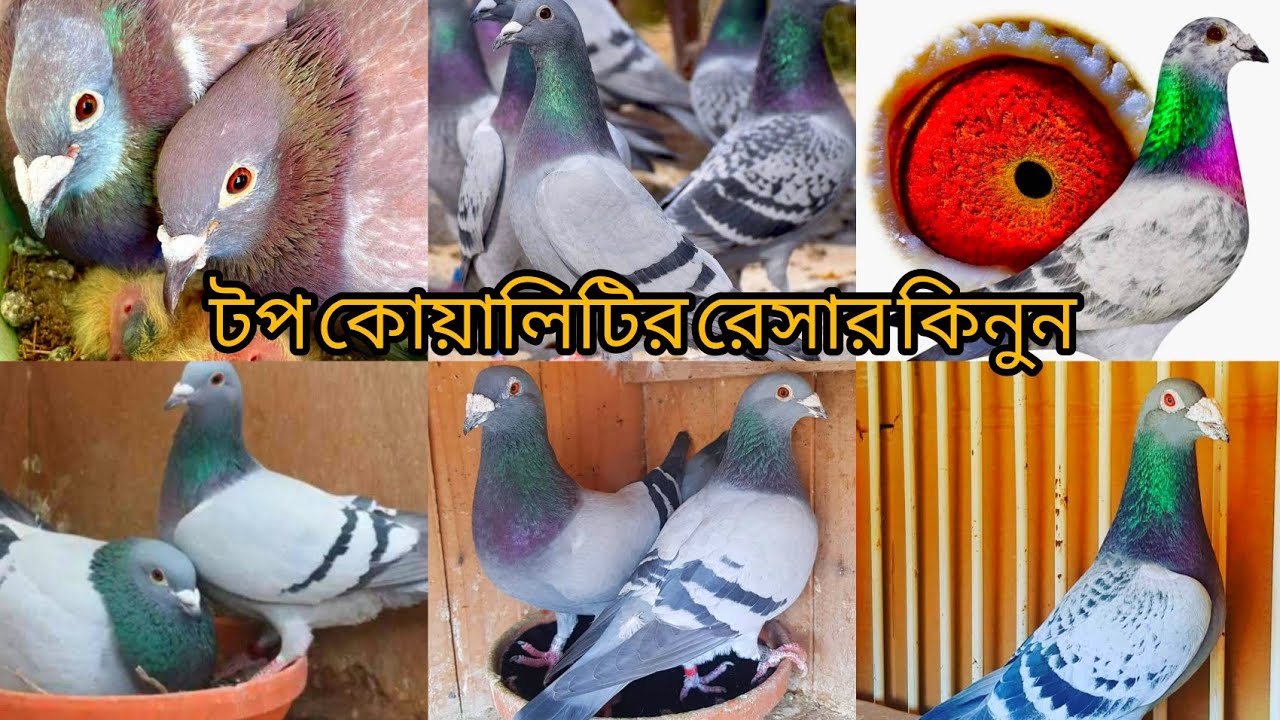 #অরজিনাল টপ কোয়ালিটির রেসিং কবুতর কিনুন সবজি,মাকছি,রেডচেকা,আফসান গ্রিজেল🕊️আরো অনেক কালেকশন 🇧🇩