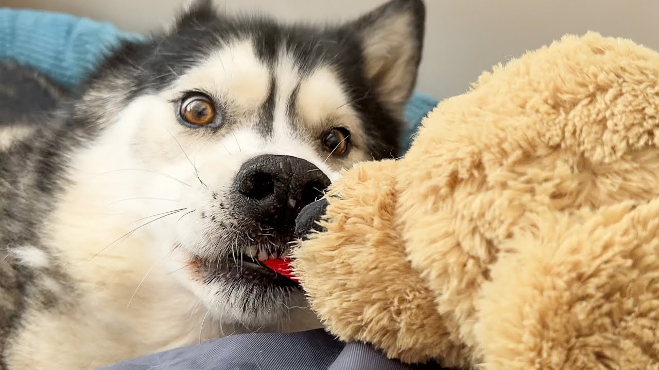 Husky Tried To YEET Me Out Of His Beanbag For Making Him Sneeze!