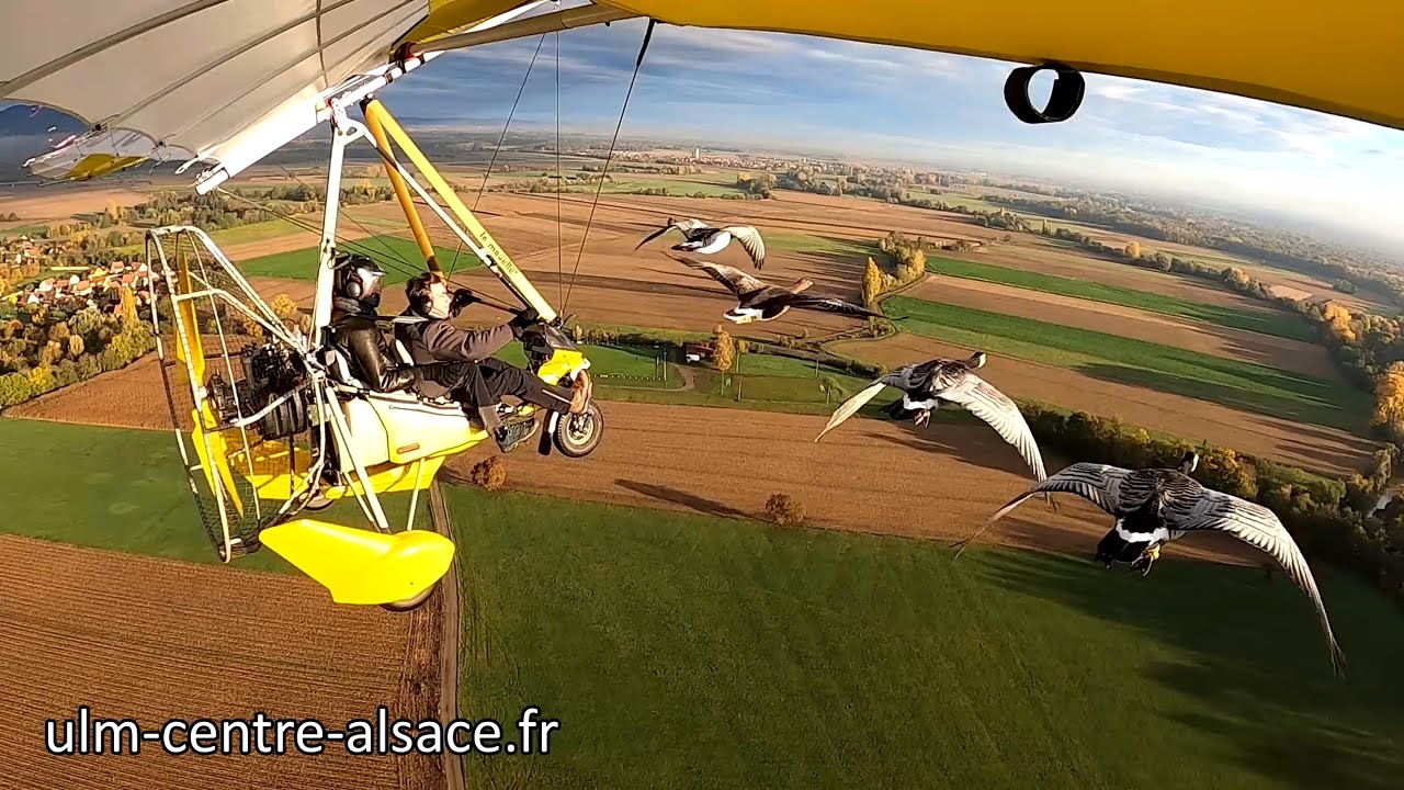 Vol en ULM avec les oies - ULM Centre Alsace