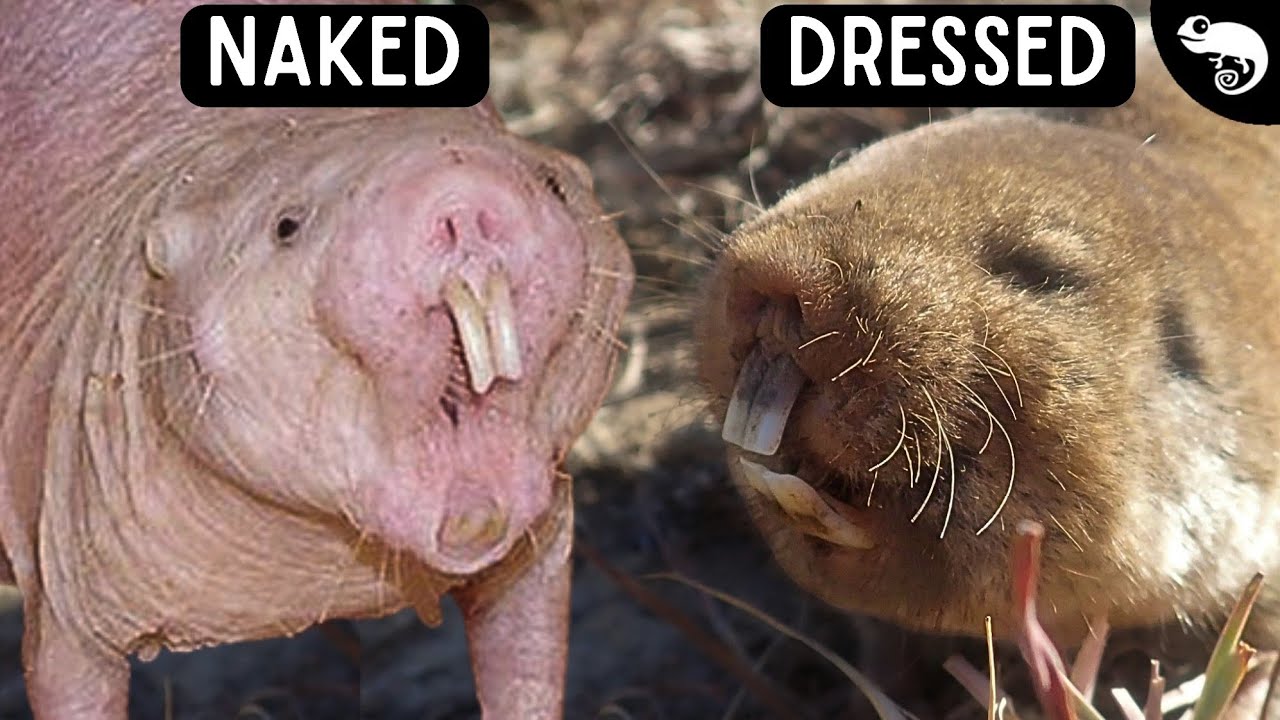 The Complete Guide to Rodents - Not All Mole Rats Are Naked! 