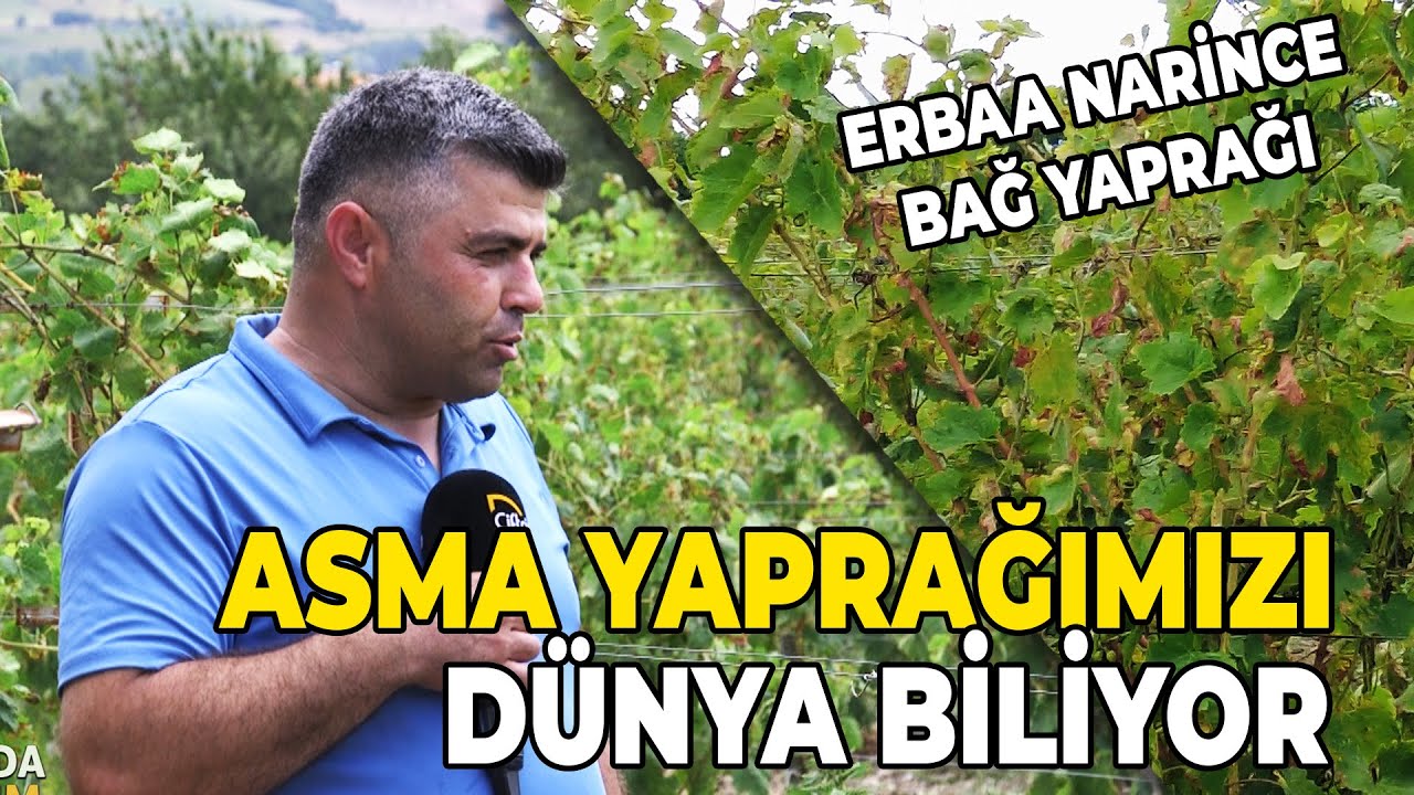 Asma Yaprağımızı DÜNYA BİLİYOR / Erbaa Narince Bağ Yaprağı