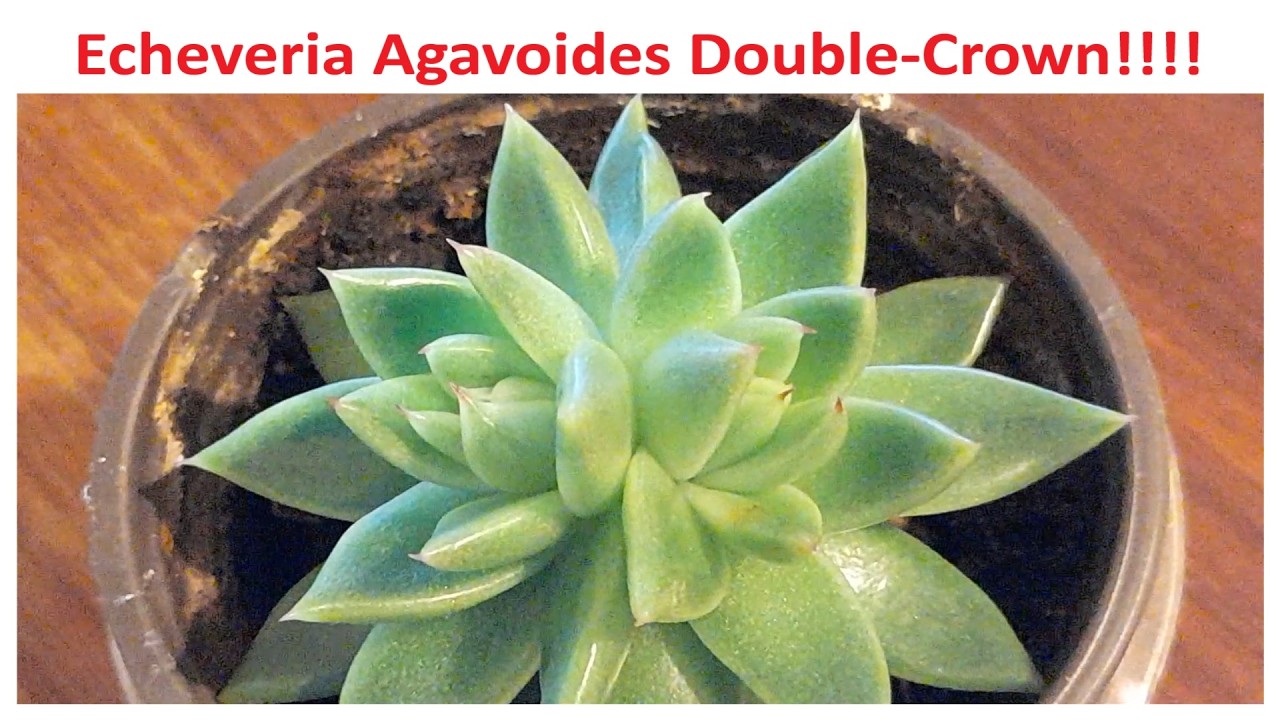 Echeveria Agavoides: How to Identify a Flower Spike and a Double Crown