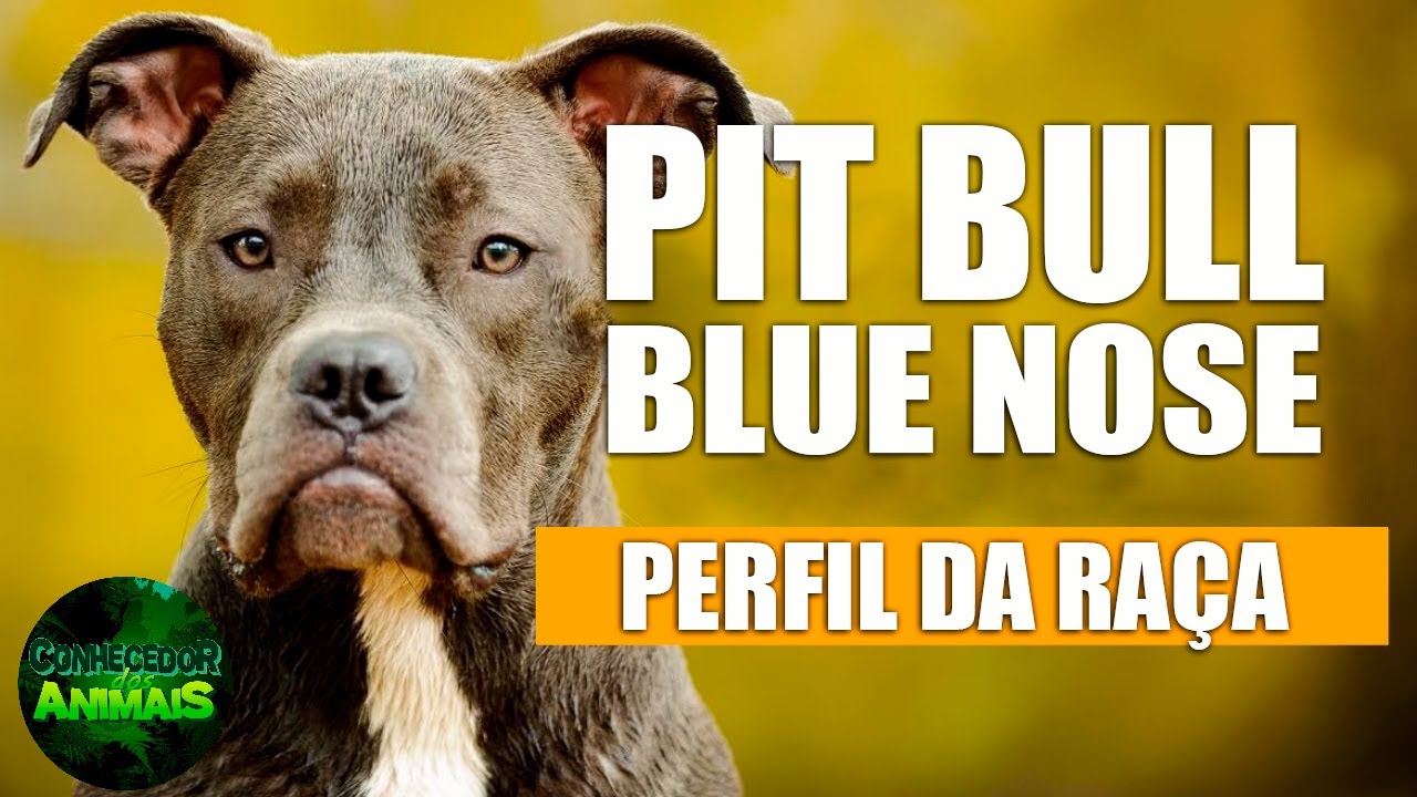 PIT BULL BLUE NOSE! TUDO o que você PRECISA SABER! É o cachorro CERTO para você?