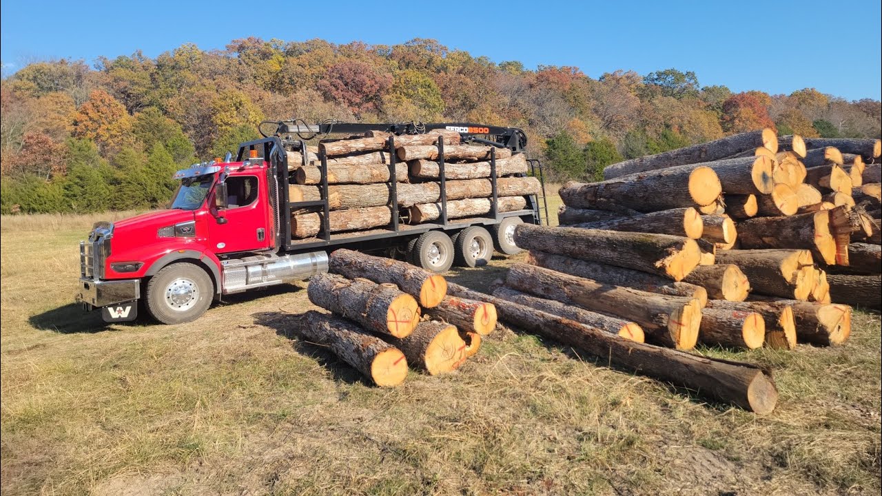 Turning trees into logs and how to clean them up.