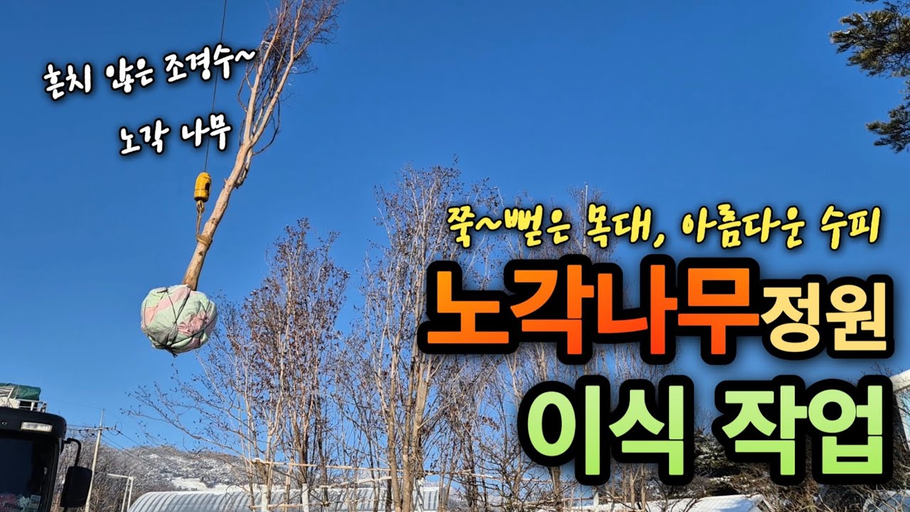 여름꽃의 독특한 정원이 있다! #노각나무 #특별정원 #여름꽃가을단풍 #특수목 #나무꾼 #남사랑이야기