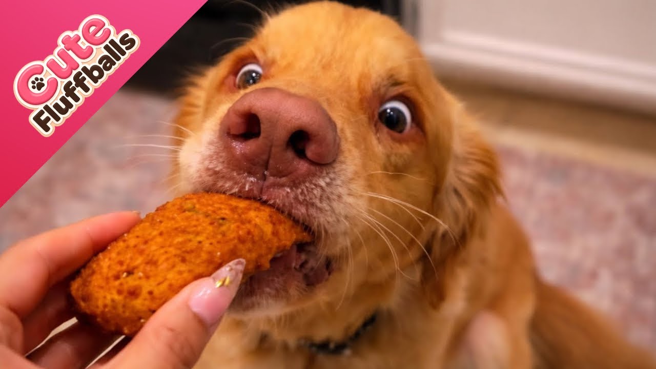 Try Not To Laugh 😂 This Dog Was Too Hungry! | Funniest Cats & Dogs | Funny Animals Video 2026