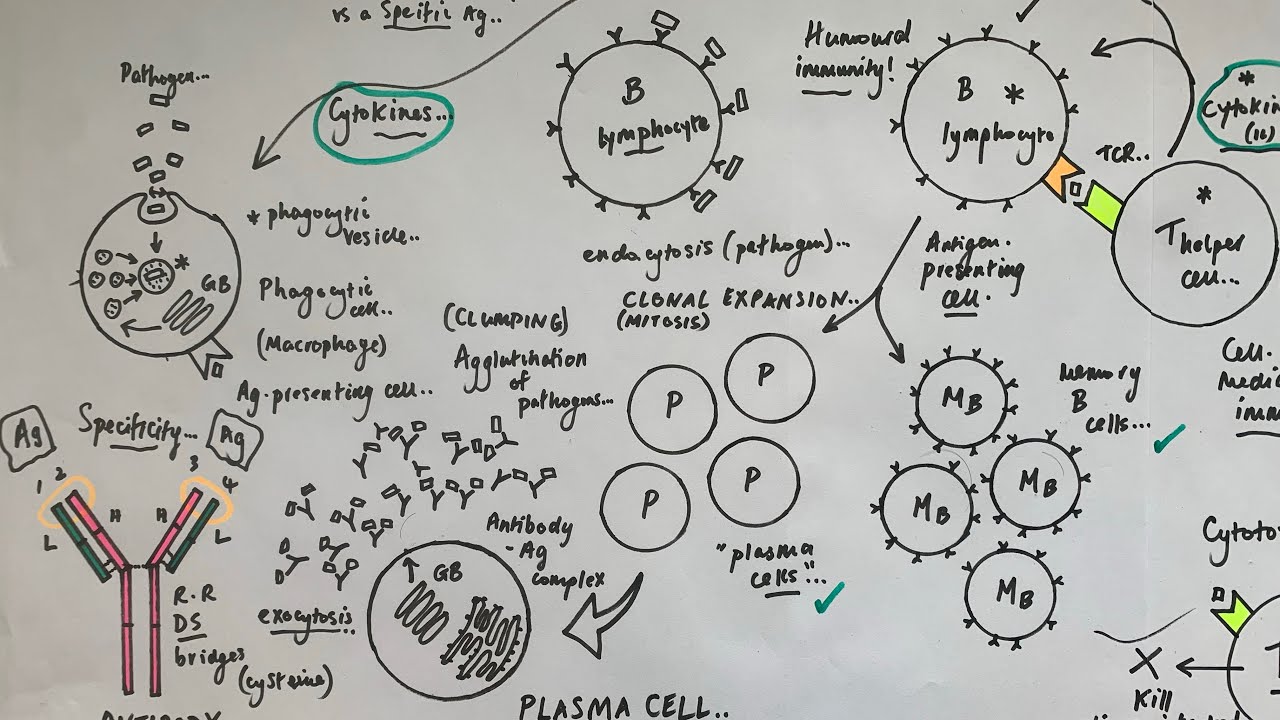 A Level Biology - Immunology theory (humoral and cell-mediated responses)