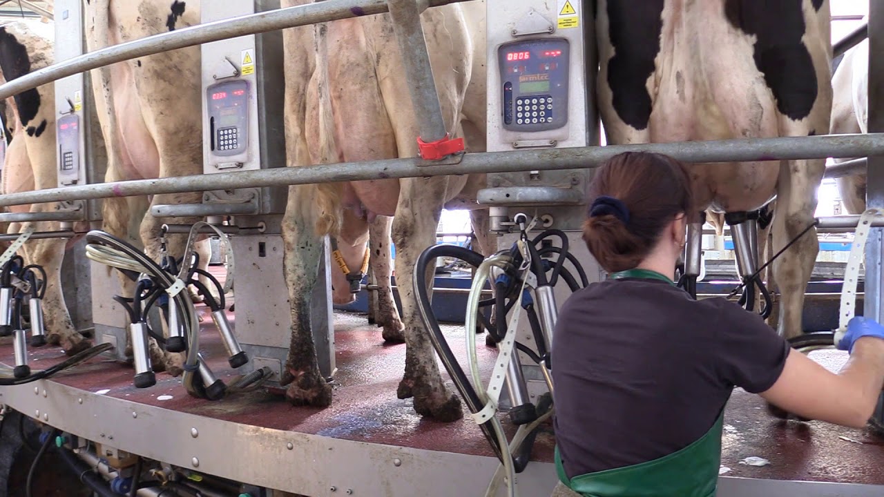 Kruhová dojírna FARMTEC na farmě Bukovec