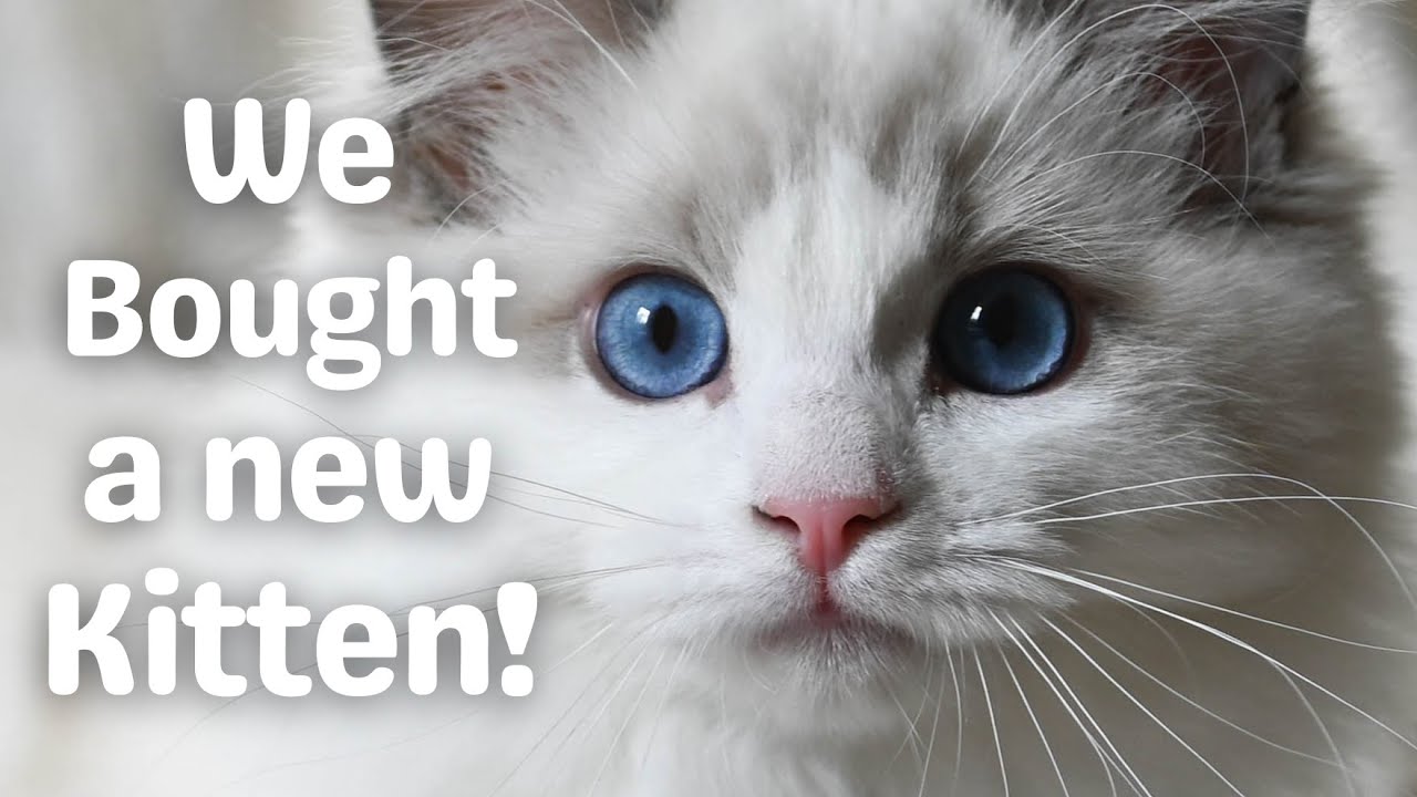 We Bought a New Ragdoll Kitten
