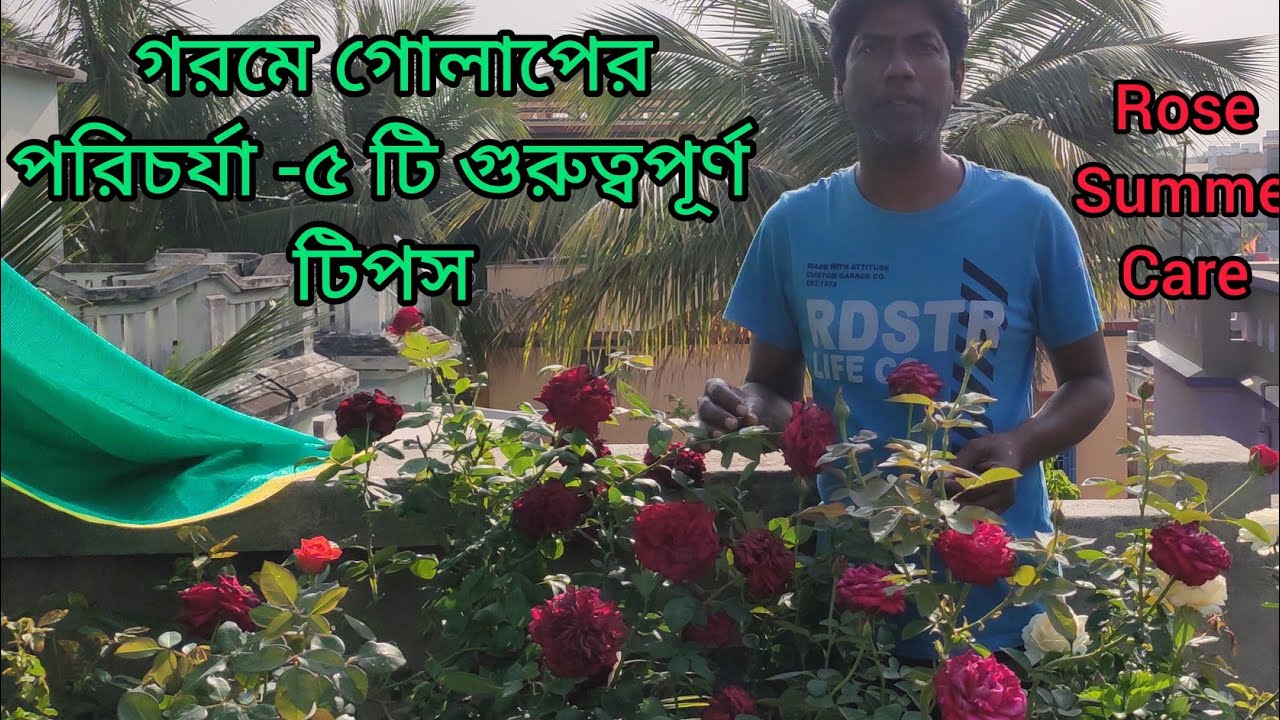 গরমে গোলাপের পরিচর্যা ৫টি টিপস /Summer Care of Rose Plant 5 important tips/Dream garden