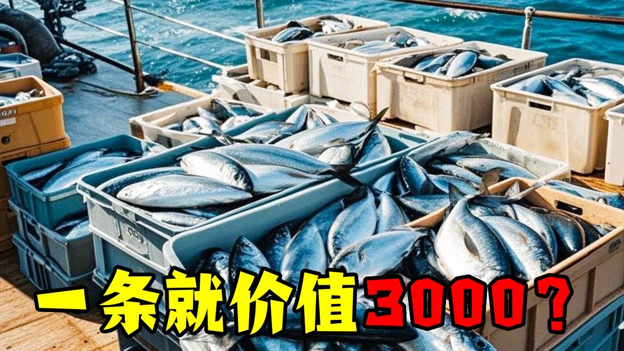 曾哥不愧是釣魚大師，不僅第一個釣到石斑魚還連鉤上岸，光一條就價值3000塊，簡直賺翻了