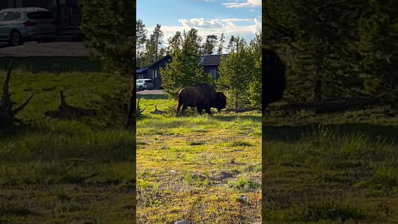 YELLOWSTONE NATIONAL PARK | BISON 🦬 🦬 