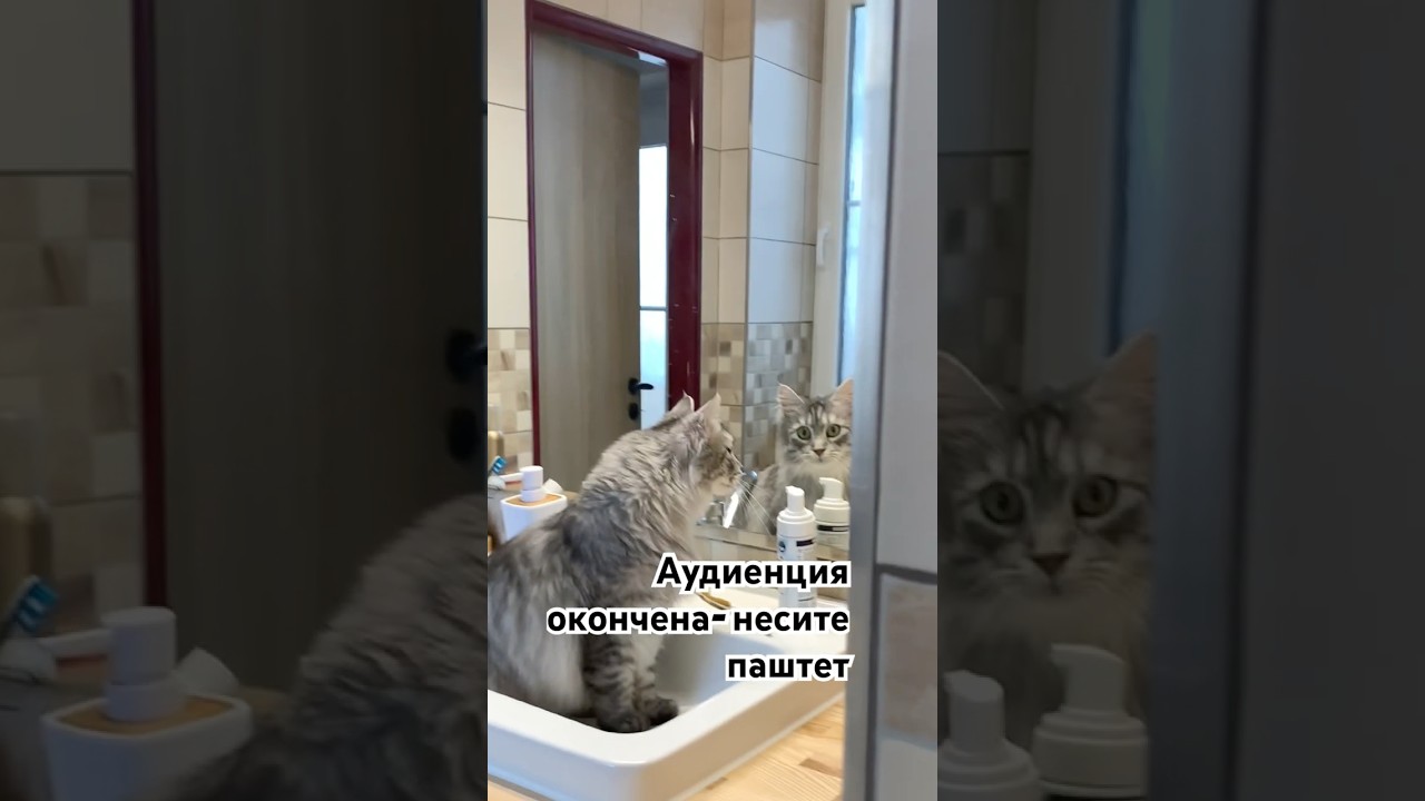 Её величество КУСЬ! #домашниелюбимцы #веселыекоты #юмор #видосыоткота #жизньвчехии