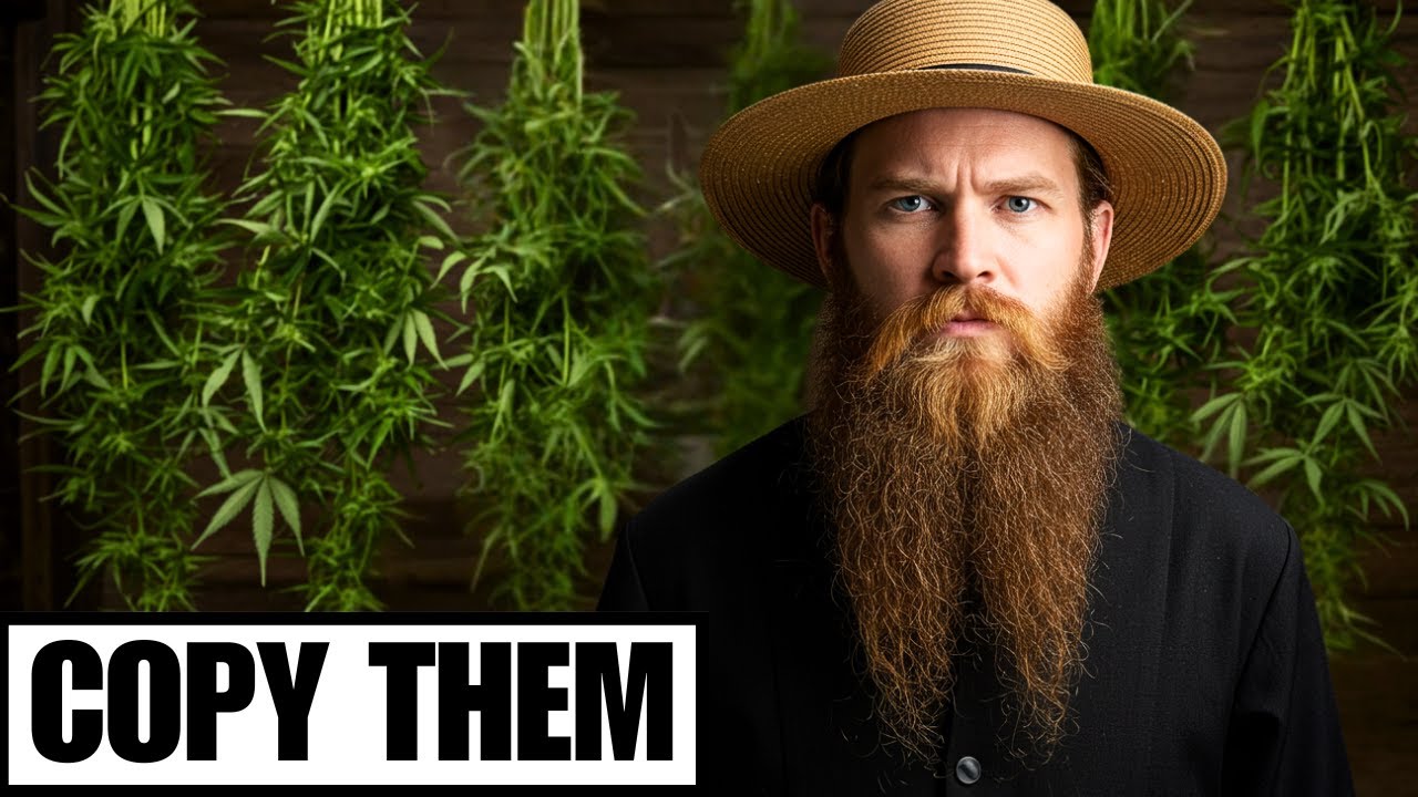 How Amish HARVEST The BEST CANNABIS