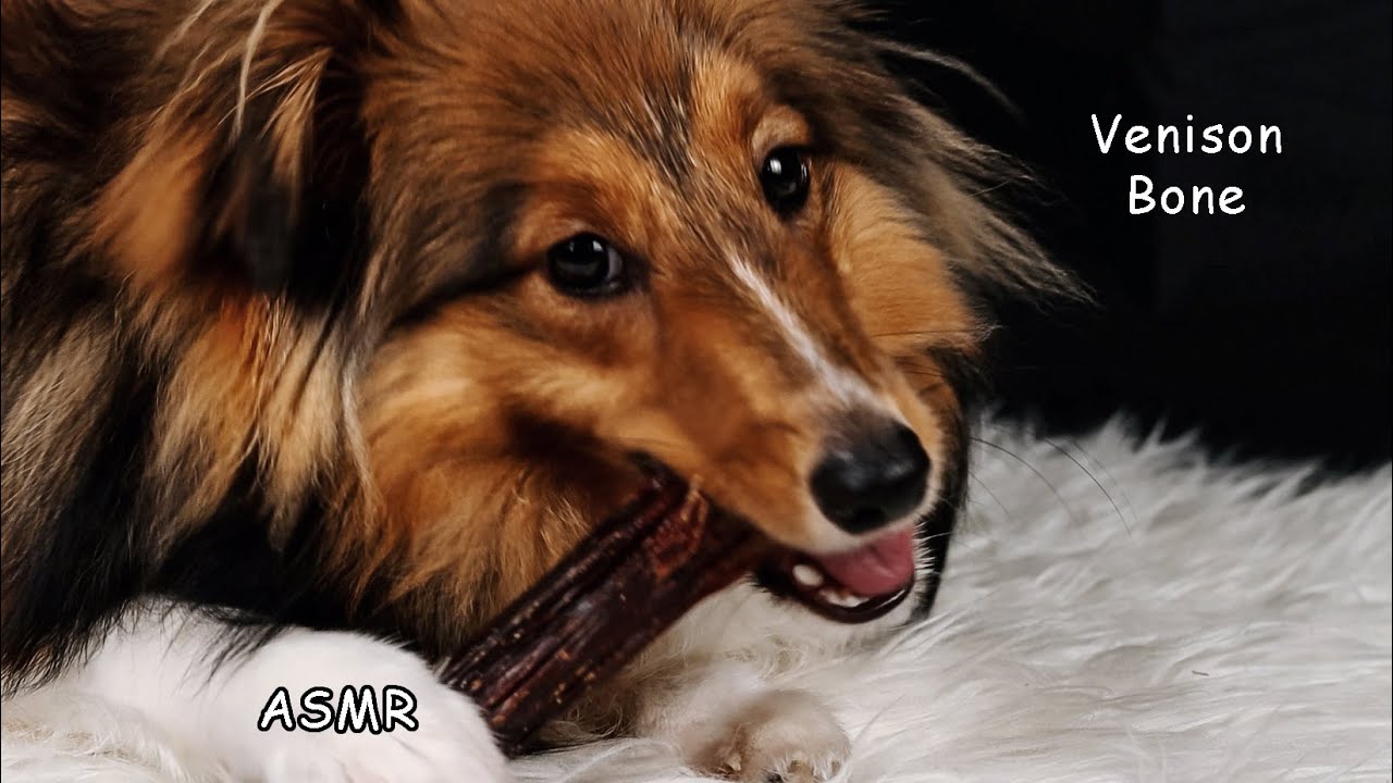 ASMR Dog Eating Bone (Air Dried Venison Shank) Tingly and Satisfying