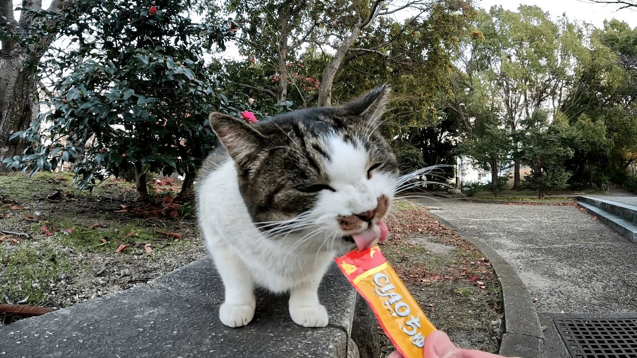 ニャンたちの食後のおやつちゅ～るタイム＆怖がりだけどお外の人間がちょっぴり気になって仕方がない様子の電器屋の猫たち