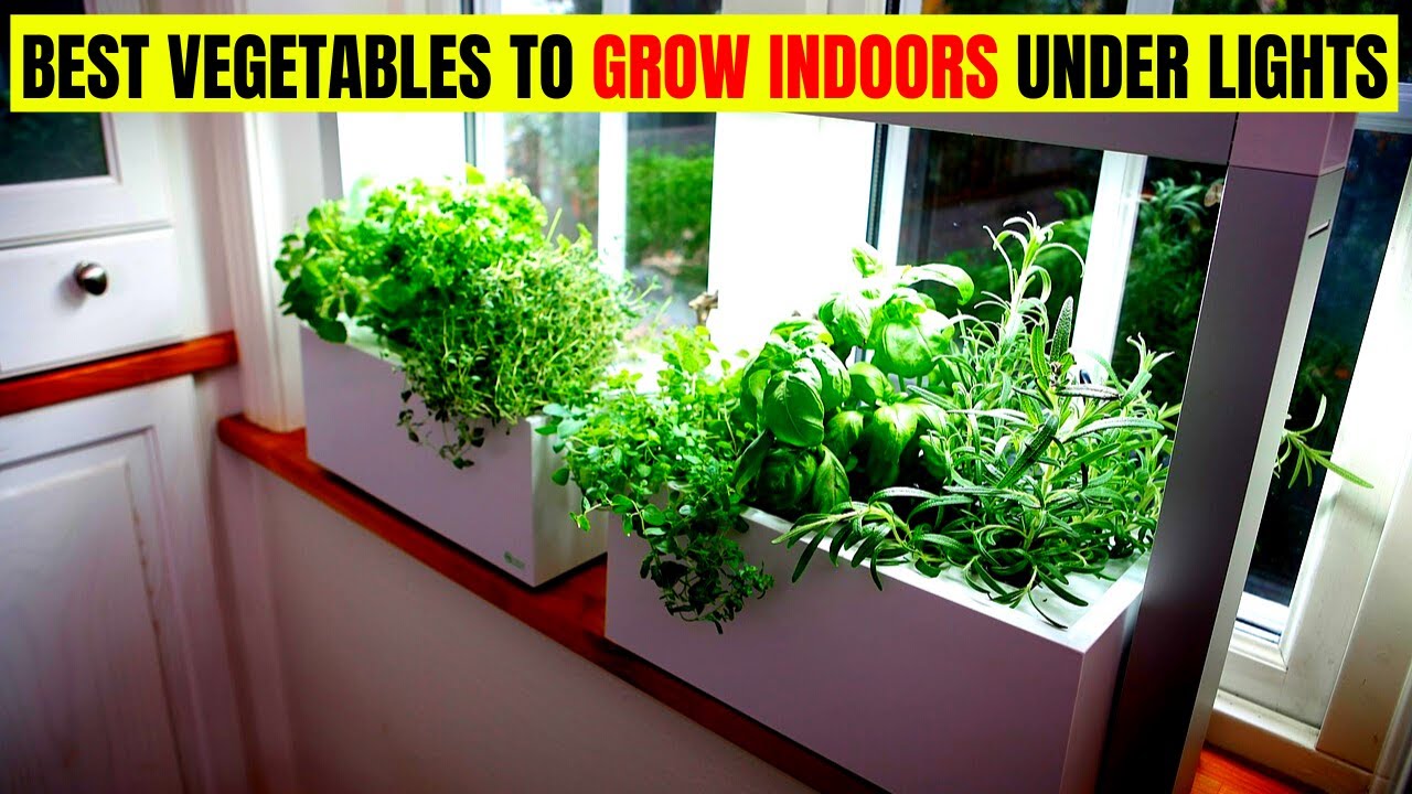 Best Vegetables To Grow Indoors Under Lights