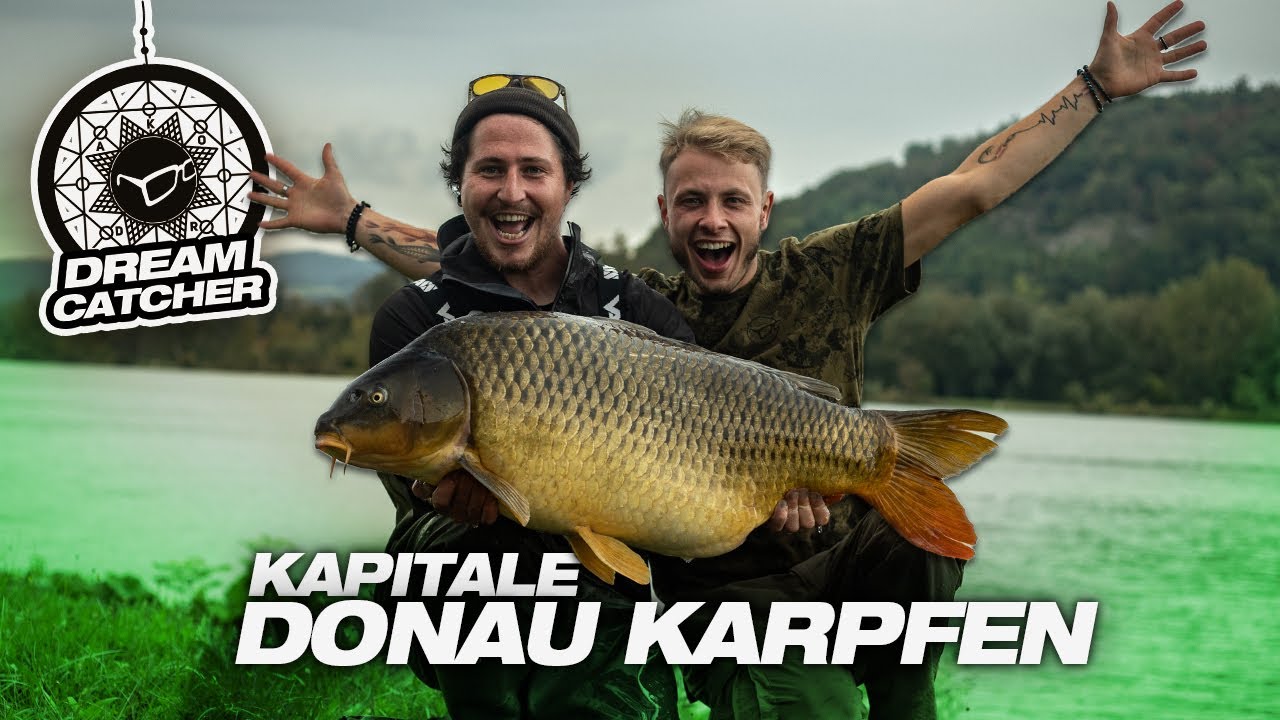 Der Donau-Fuffi 🤯 - Karpfenangeln am Fluss