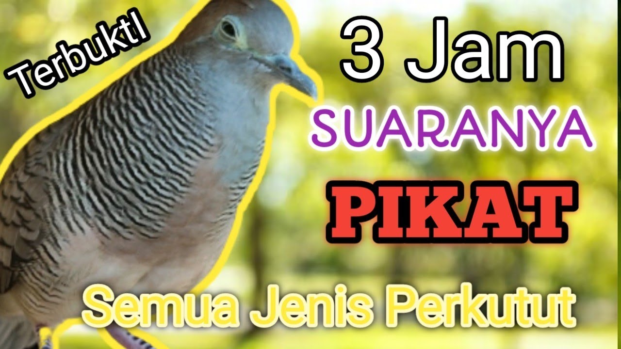 3Jam - Perkutut Lokal Gacor Suara Kristal Merdu untuk pikat.