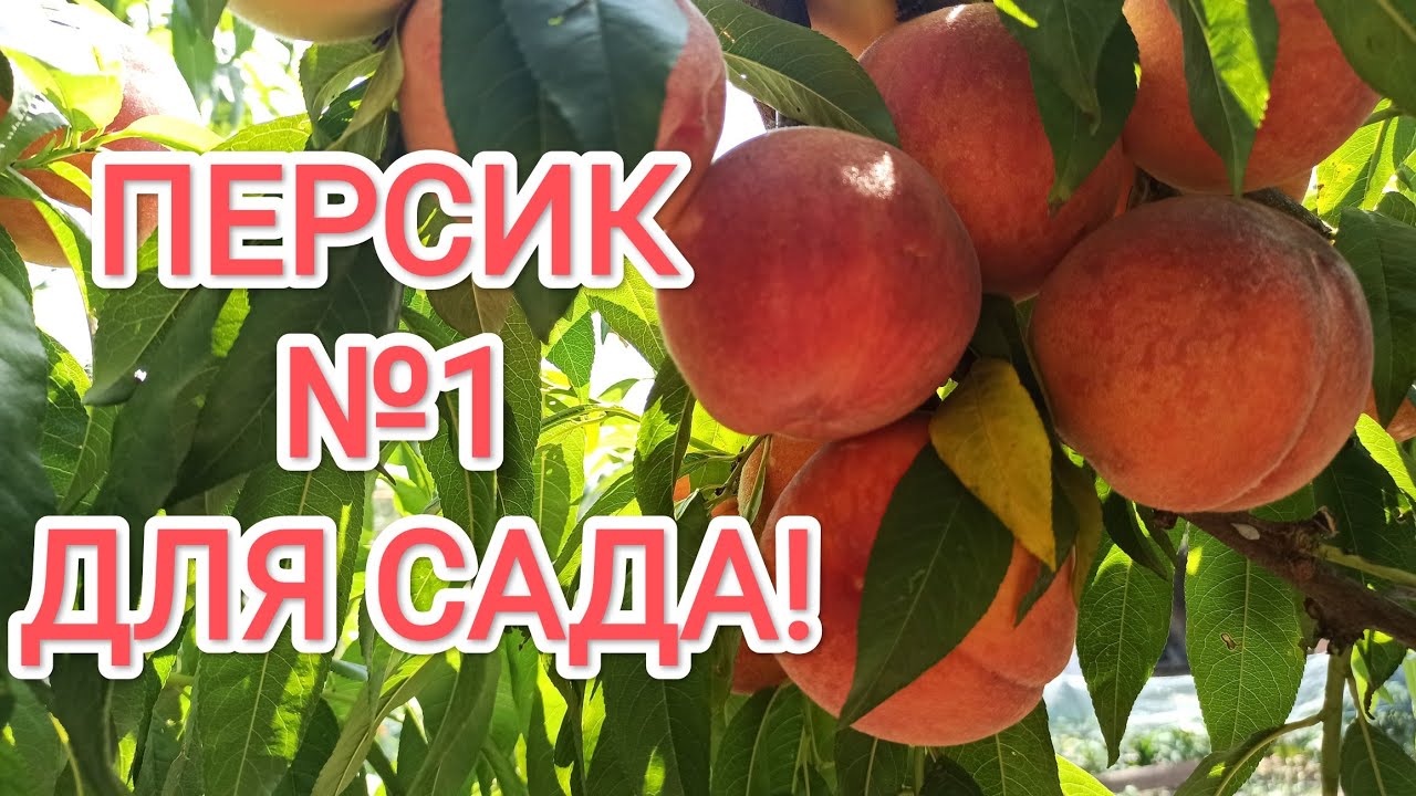 Персик Редхейвен (Redhaven) — лучший сорт, проверенный временем!