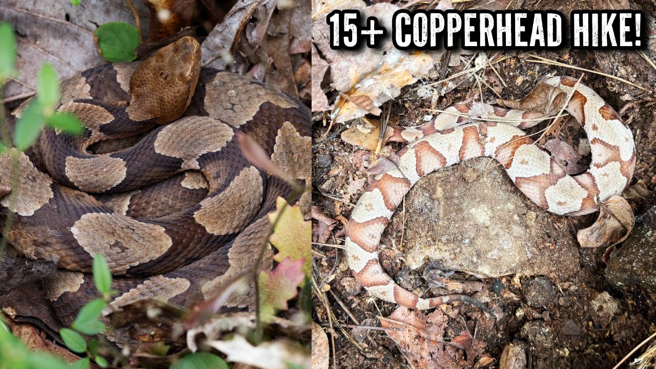 Copperheads and Garter Snakes Everywhere! Hiking for Snakes in Georgia's Appalachian Mountains