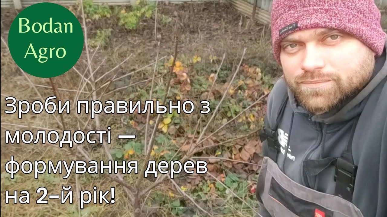 Формування молодих дерев 2-й рік: обрізка яблуні ярусною кроною, обрізка абрикосу та чудо-вишні KGB