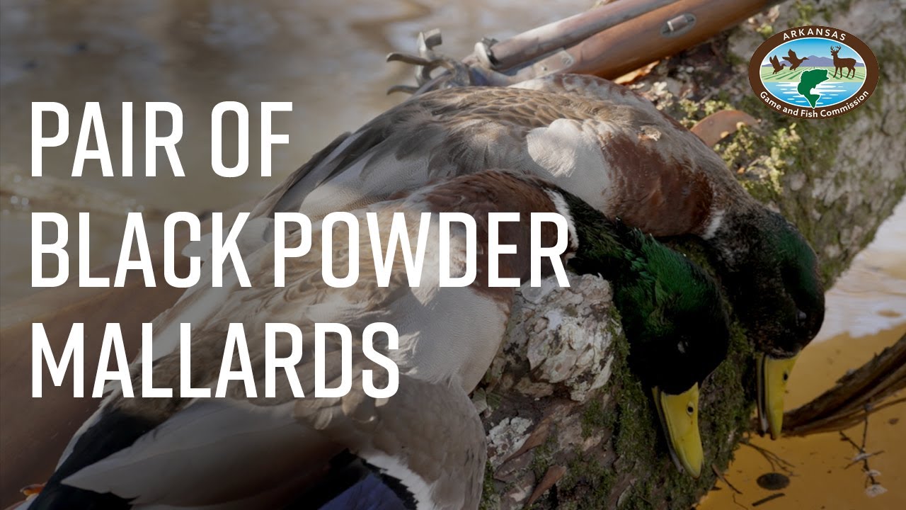 Bayou Meto Duck Hunt with Muzzleloading Shotgun