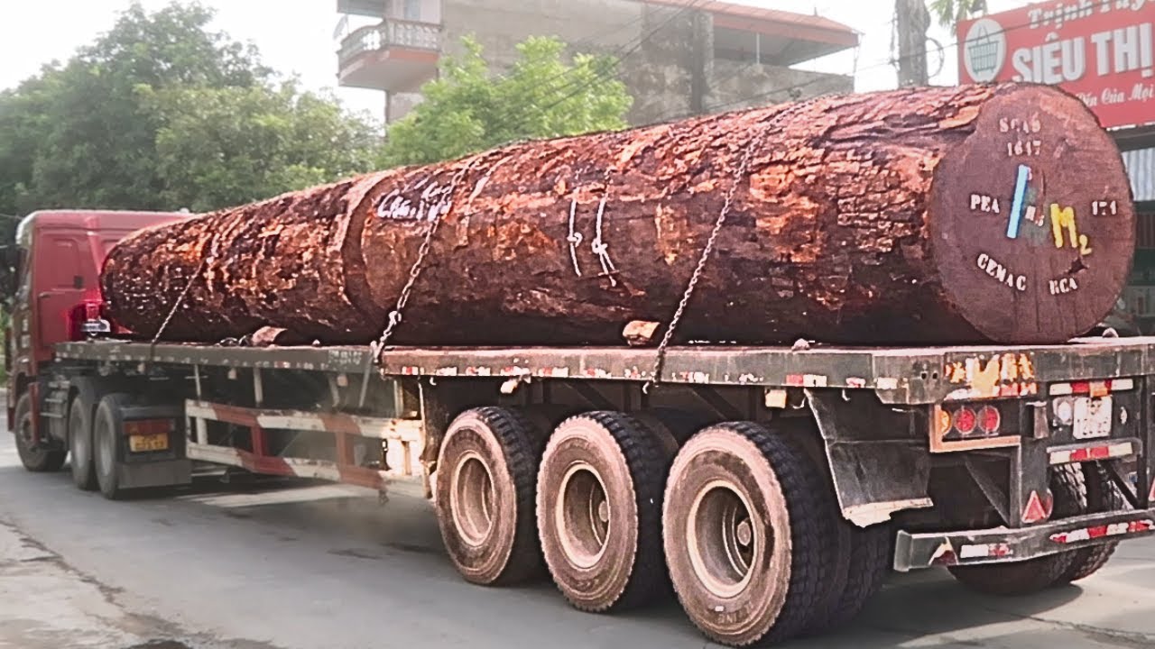 Wood sawing//process of transporting large wood to the largest wood processing factory currently