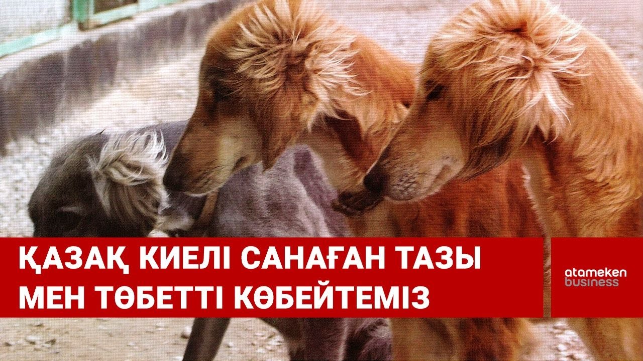 Қазақ киелі санаған тазы мен төбетті көбейтеміз / Шыны керек 01.12.2022