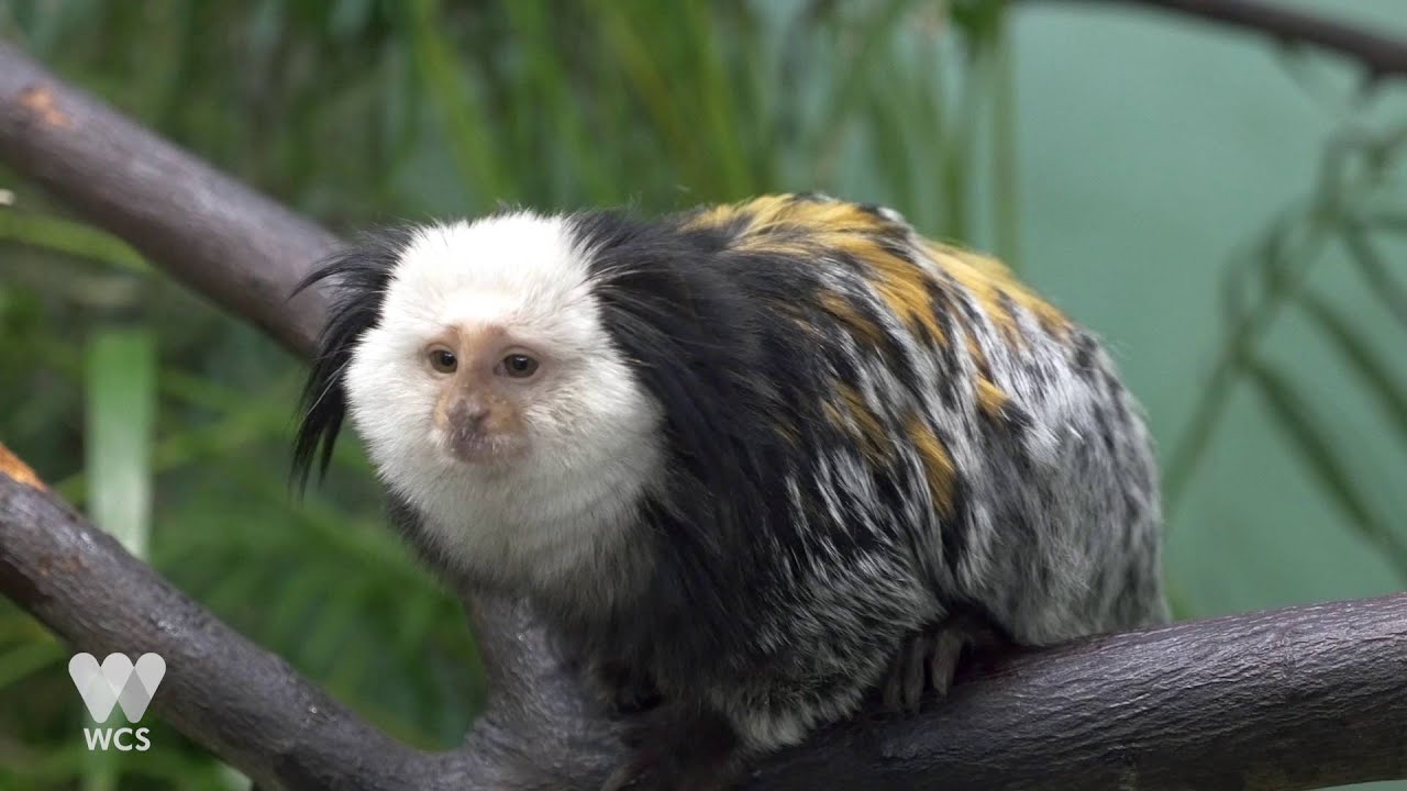 Bronx Zoo, Prospect Park Zoo and Central Park Zoo Monkeys