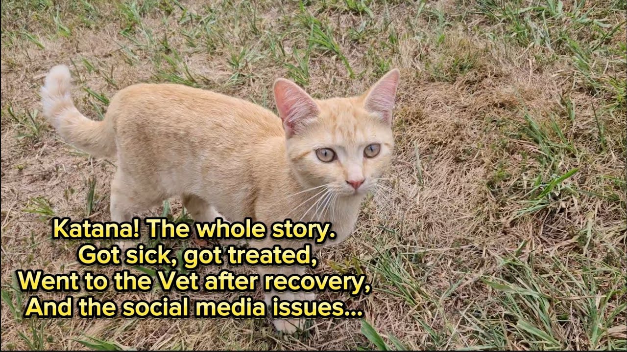 Katana: the full story from getting sick to better