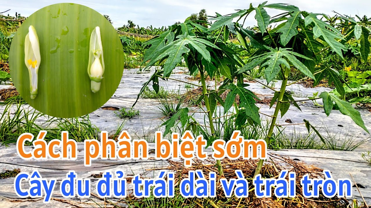 Kỹ thuật trồng đu đủ: P9-Cách phân biệt sớm cây trái dài và trái tròn để tuyển chọn