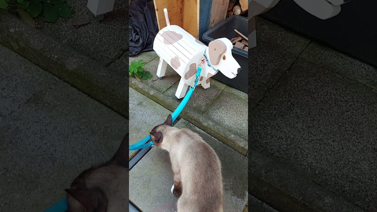 Ausritt mit Toffi und Lani 🥰🐴🐶