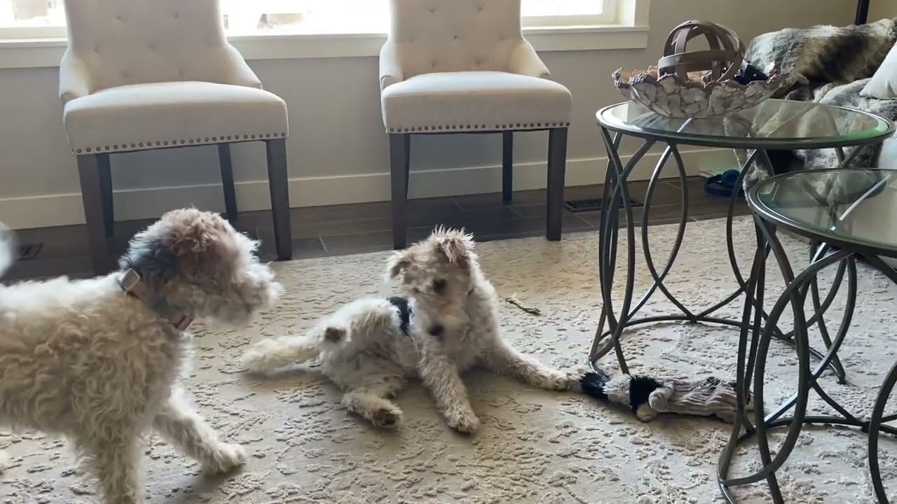 1 Month of Life With 3 Wire Fox Terriers