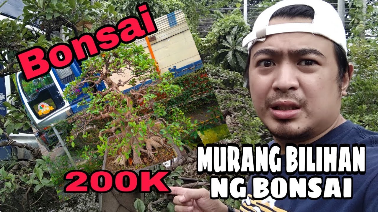 MGA PRESYO NG BONSAI SA QUEZON CITY CIRCLE(200K WORTH NA BONSAI)